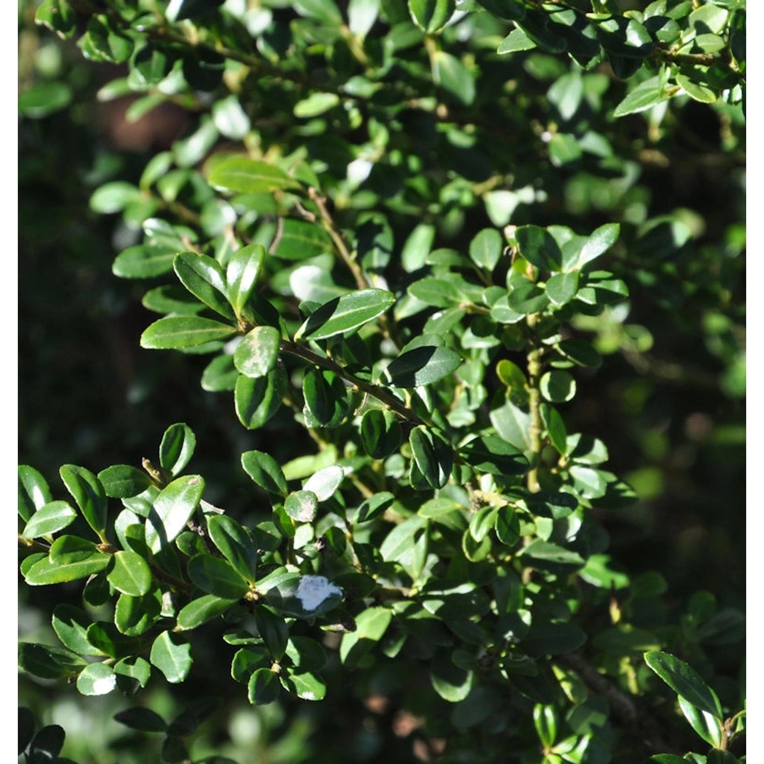 Japanische Stechpalme Ilex Glori Gem 20-25cm - ilex crenata günstig online kaufen