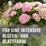 Rosa Hortensien im Topf, gedüngt mit Compo Hortensien- und Kameliendünger für intensive Farben.
