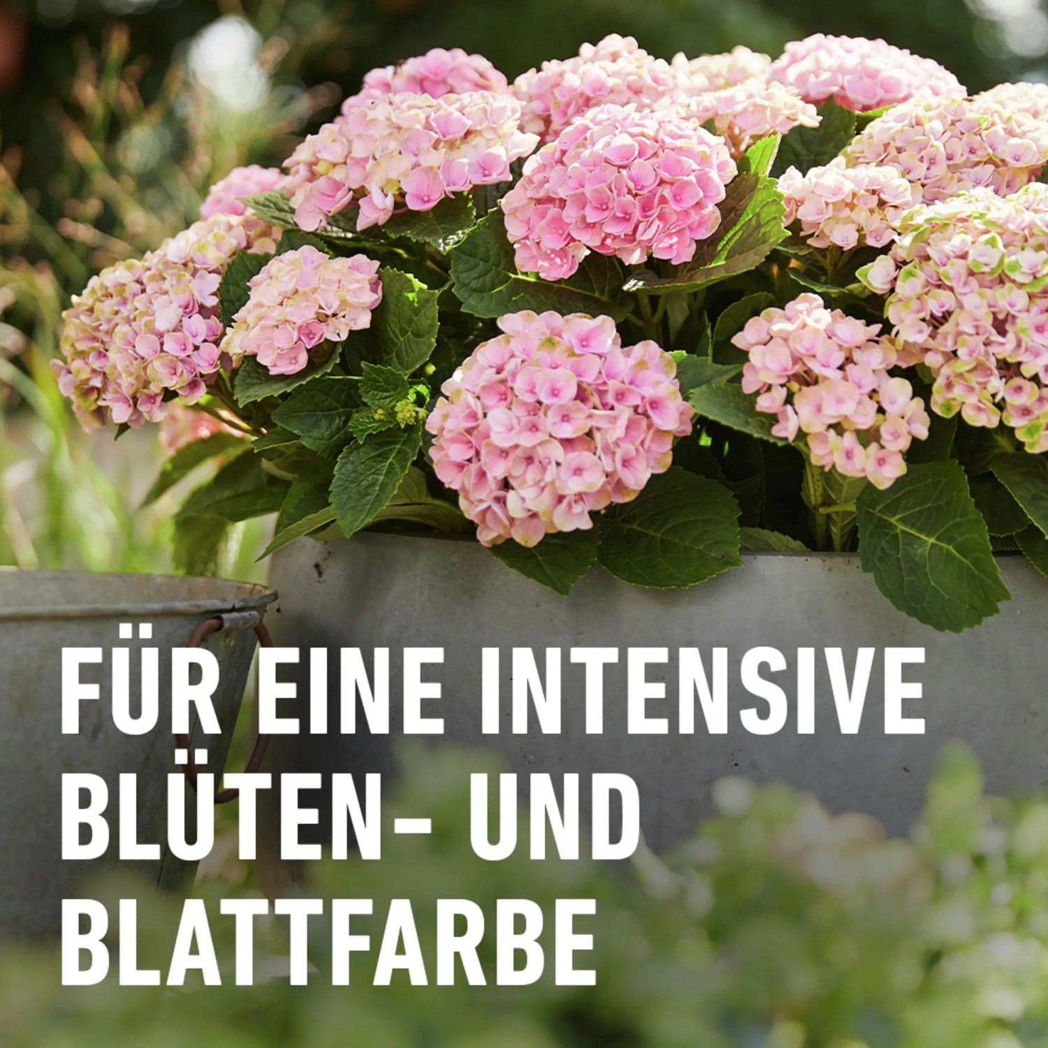 Rosa Hortensien im Topf, gedüngt mit Compo Hortensien- und Kameliendünger für intensive Farben.