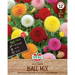 Sperli Ball-Dahlienmix mit bunten Blüten in Rot, Gelb, Weiß und Orange.