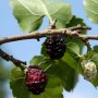 Schwarzer Maulbeerbaum (Morus nigra) mit reifen und unreifen Früchten am Zweig.
