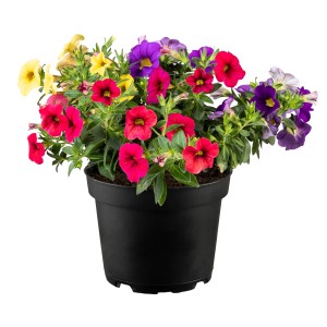 Zauberglöckchen Trio im Topf mit bunten Blüten (lila, pink, gelb, rot).
