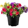 Zauberglöckchen Trio im Topf mit bunten Blüten (lila, pink, gelb, rot).