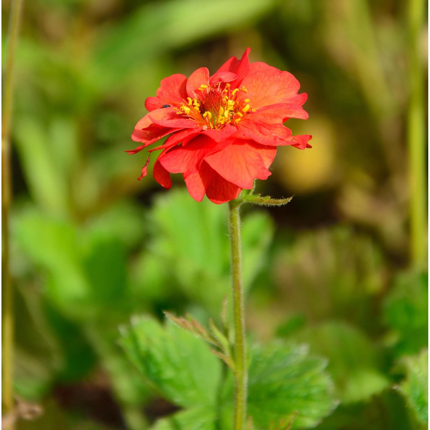 Nelkenwurz Rubin - Geum chiloense