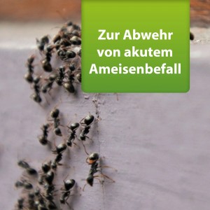 Ameisen auf Mauer, bekämpft mit Ardap Repell Ameisenmittel 3 kg.