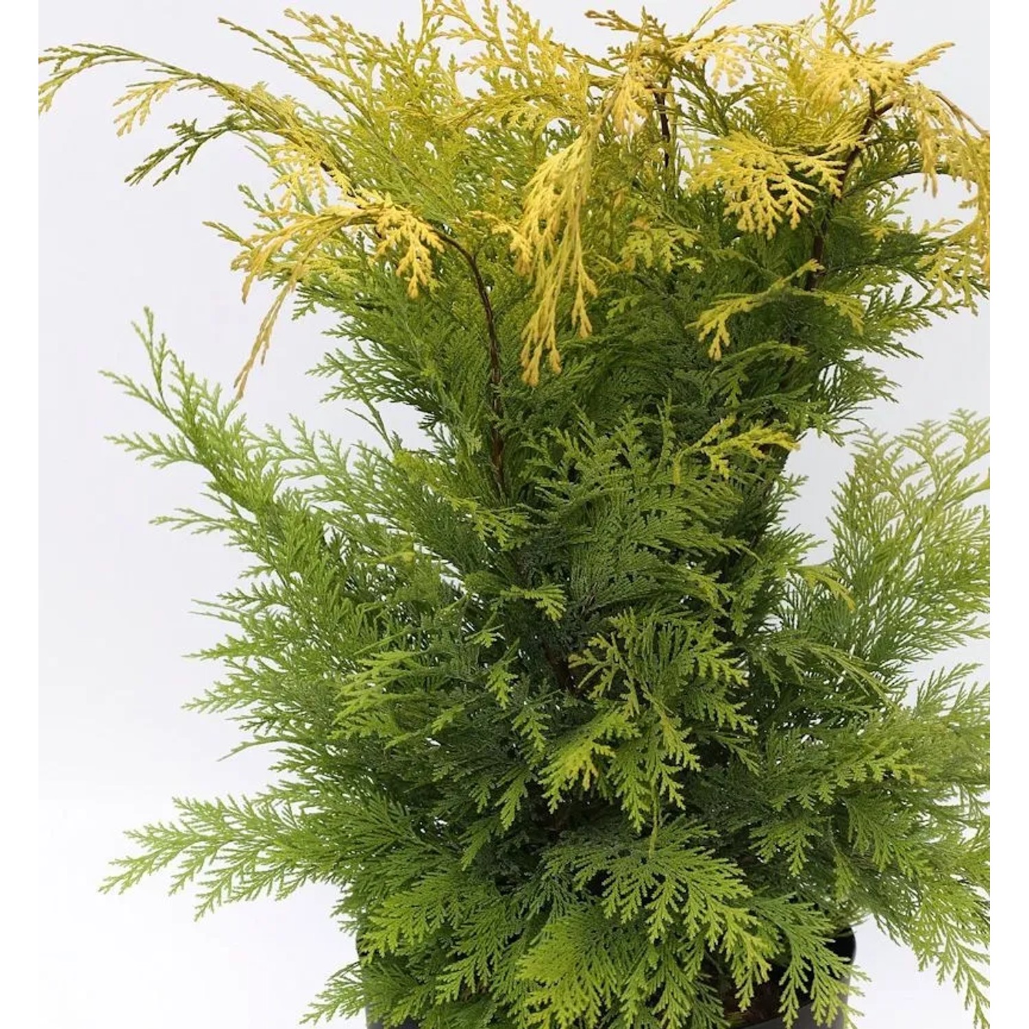 Thumbnail - Gelbe Gartenzypresse Stardust 80-100cm - Chamaecyparis,awsoniana