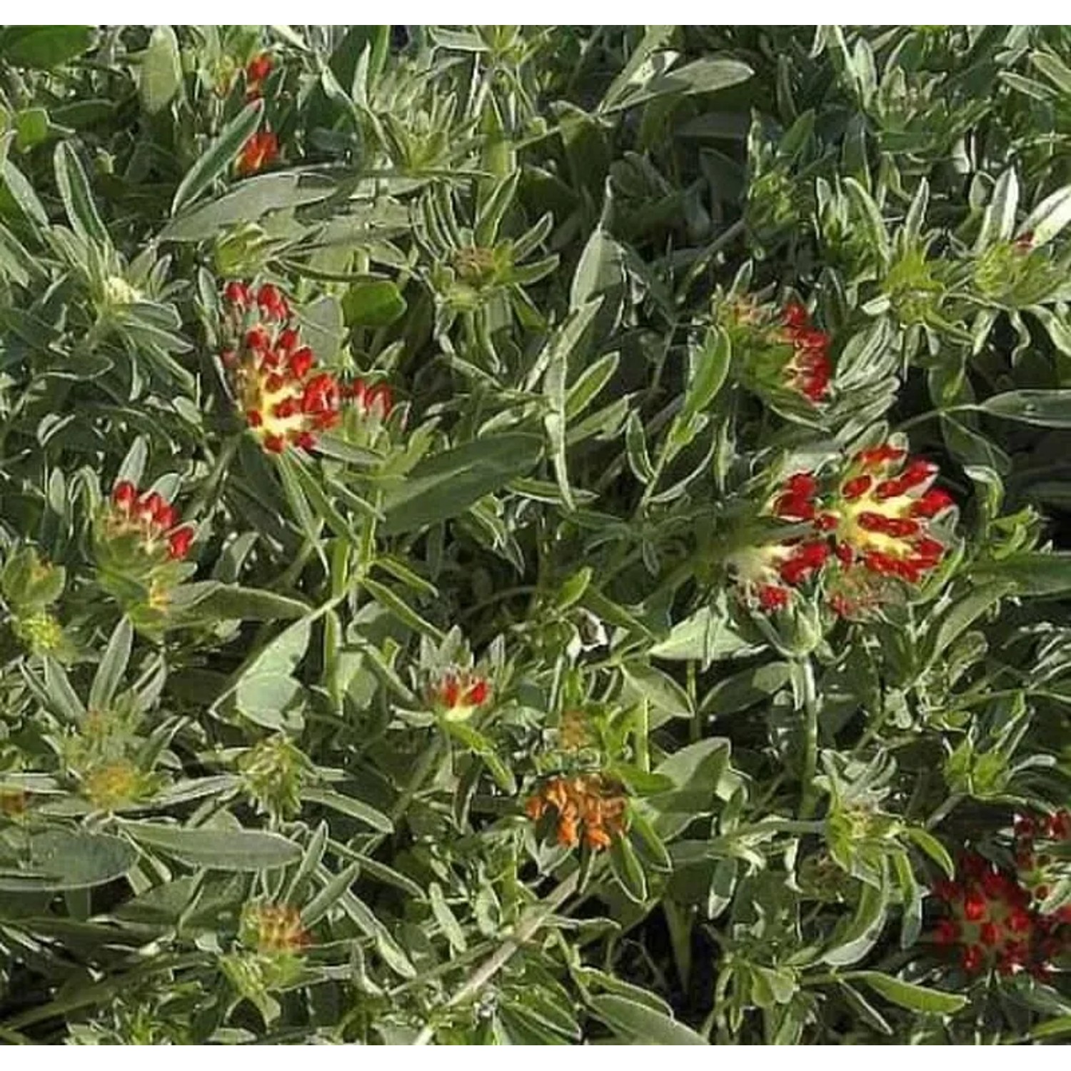 Purpurwundklee - Anthyllis montana