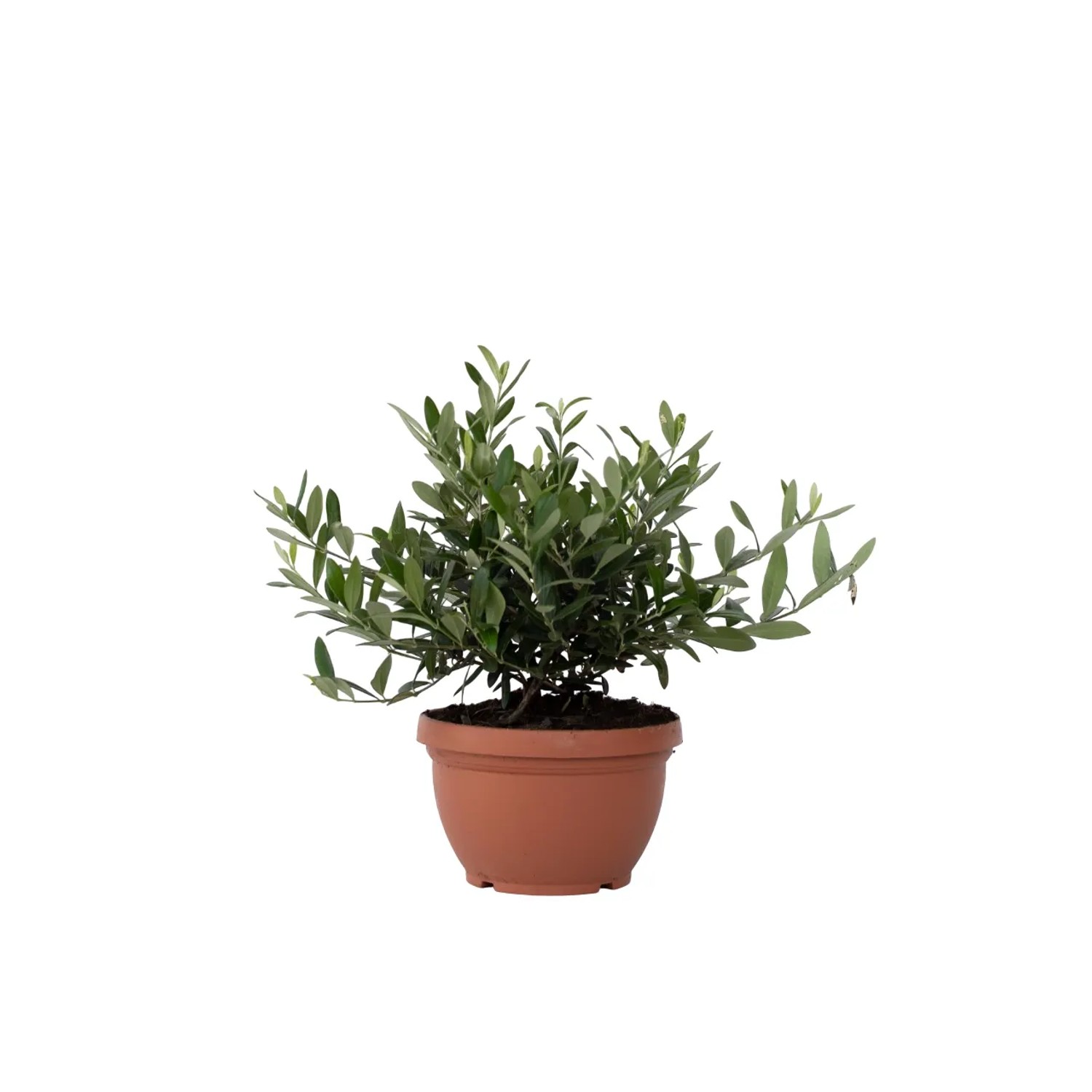 Plant In A Box Olivenbaum  Olea Europaea Höhe 30cm Ø21 Grün