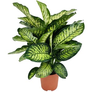 Dieffenbachie 'Maroba' im Topf, eine dekorative Grünpflanze mit auffälliger Blattzeichnung für Innenräume.