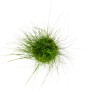Dennerle Plants Eleocharis Acicularis Aquariumpflanze, grüne Nadelsimse für den Vordergrund.
