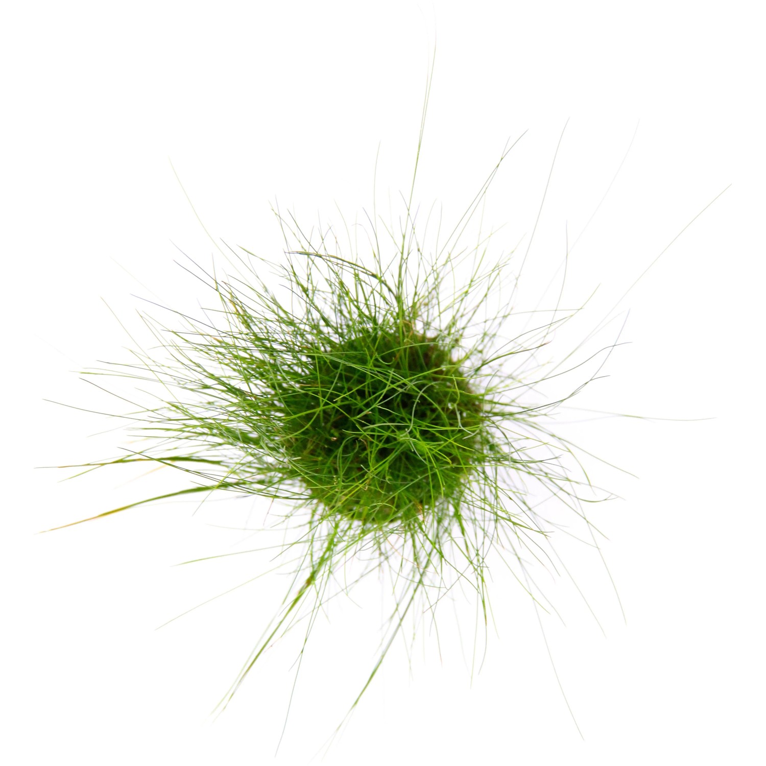 Dennerle Plants Eleocharis Acicularis Aquariumpflanze, grüne Nadelsimse für den Vordergrund.