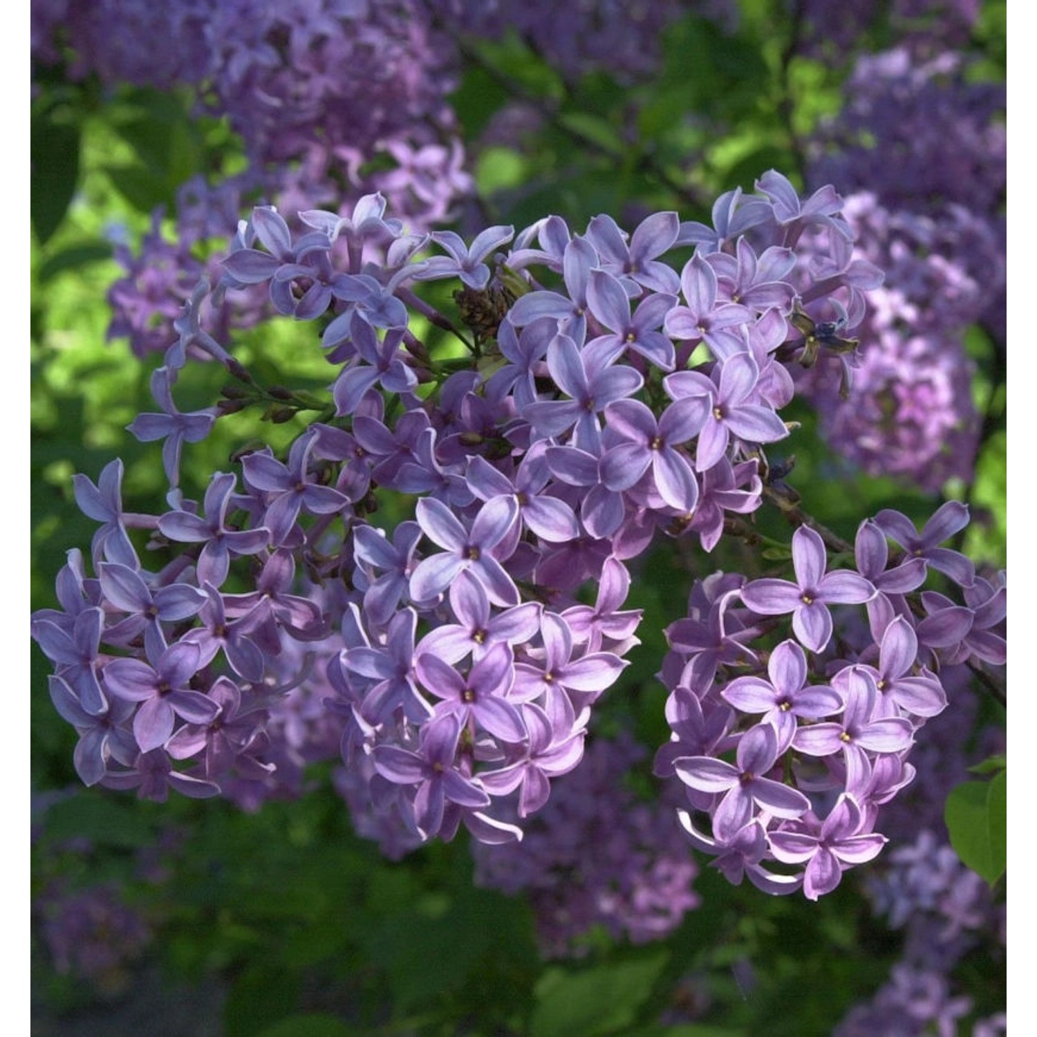 Hochstamm Königsflieder Heckenflieder 80-100cm - Syringa chinensis günstig online kaufen