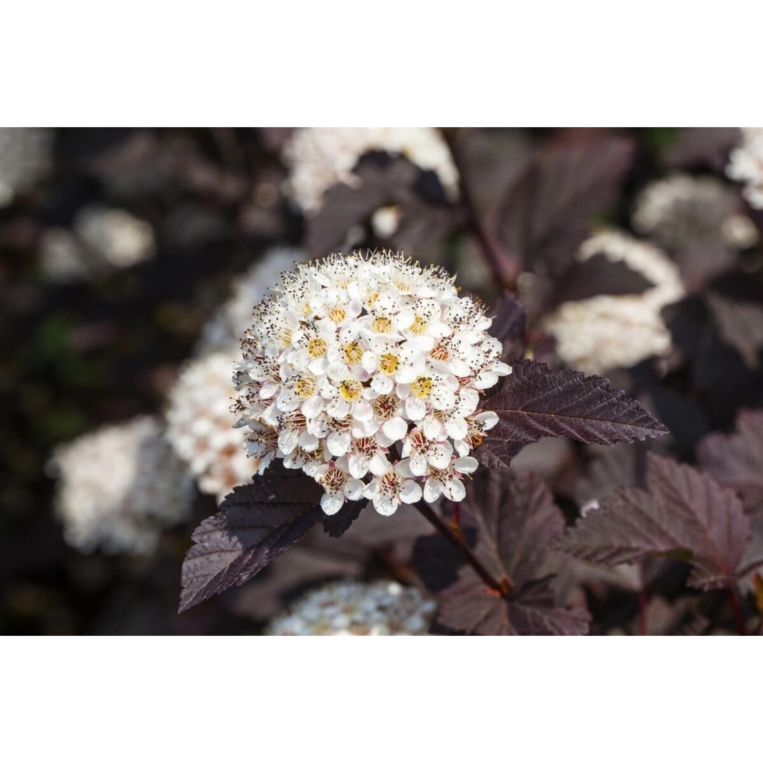 Physocarpus Opulifolius Summer Wine Blasenspiere 60–80 cm günstig online kaufen