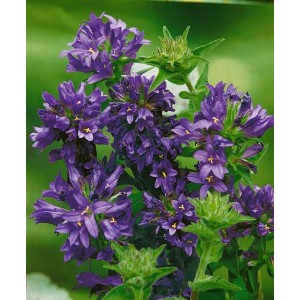 Nahaufnahme der violetten Knäuelglockenblume (Campanula Glomerata Superba) im 9x9 cm Topf.