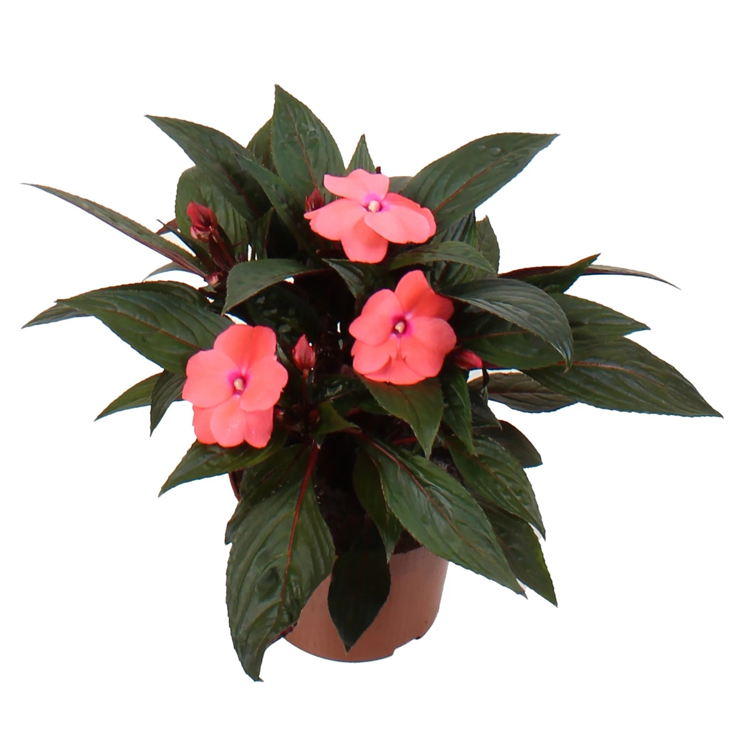 GROW by OBI Edellieschen mit pinken Blüten im Topf, ca. 55 cm hoch.
