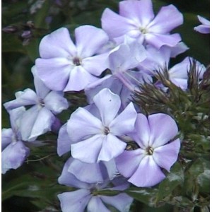 Nahaufnahme der zartlila Flammenblume 'Sternhimmel' (Phlox paniculata), eine beliebte Staude.