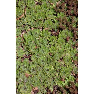 Detailaufnahme der Sedum Pachyclados Staude im 9x9 cm Topf, grüne Rosettenblätter.