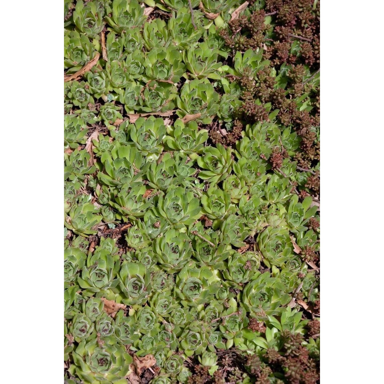 Sedum Pachyclados Ca. 9x9 cm Topf günstig online kaufen