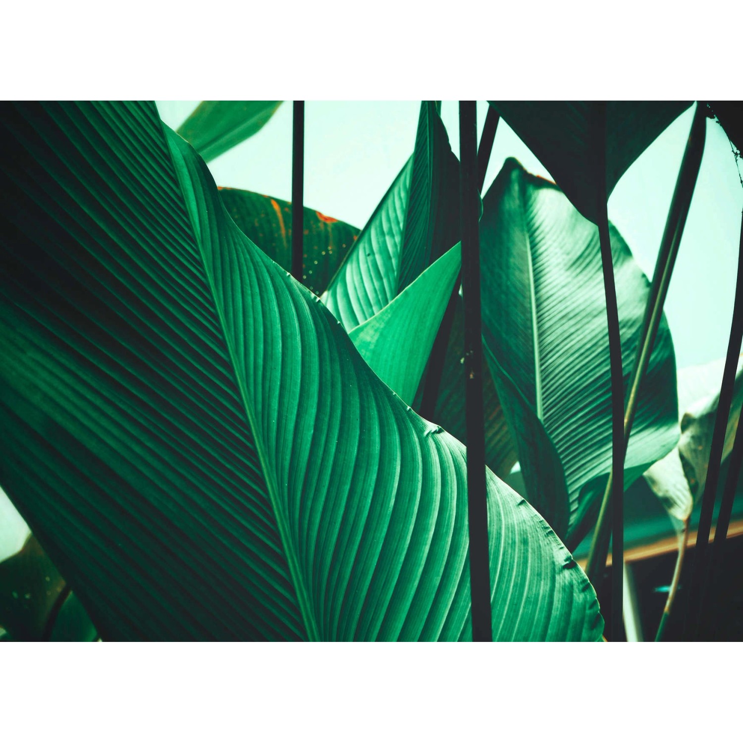 Fototapete Blätter Palmen Grün Weiß 3,50 m x 2,55 m FSC®