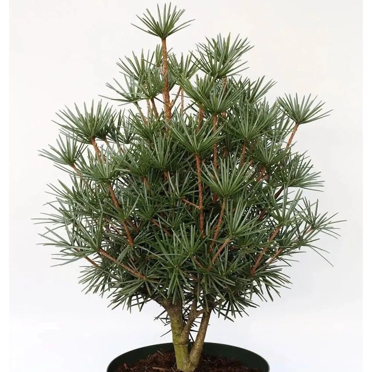 Japanische Zwerg Schirmtanne Kobito 40-50cm - Sciadopitys verticillata