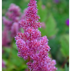 Nahaufnahme einer rosa Prachtspiere (Astilbe japonica Mainz) im Garten.