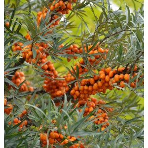 Sanddorn Leikora Strauch mit vielen orangefarbenen Beeren und grünen Blättern.