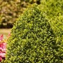 Buchsbaum (Buxus sempervirens) 'Arborescens' mit 80 cm Stammhöhe als Heckenpflanze.
