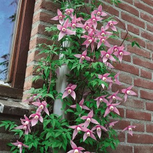 Rosa Clematis Alpina 'Willy' Kletterpflanze mit zarten Blüten an einer Hauswand.