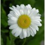 Nahaufnahme einer weißen Gartenmargerite (Leucanthemum vulgare) mit gelber Mitte.