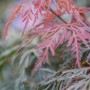 Detailaufnahme: Orange-rote Blätter des Acer Palmatum Orangeola (Japanischer Ahorn).