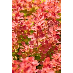 Berberitze Orange Ice: Strauch mit leuchtend orangefarbenen Blättern, 30–40 cm hoch.