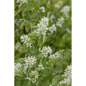 Felsenbirne Honeywood mit weißen Blüten und grünen Blättern.