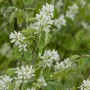 Felsenbirne Honeywood mit weißen Blüten und grünen Blättern.