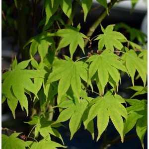 Japanischer Schlitzahorn 'Limelight' mit hellgrünen Blättern, Nahaufnahme.