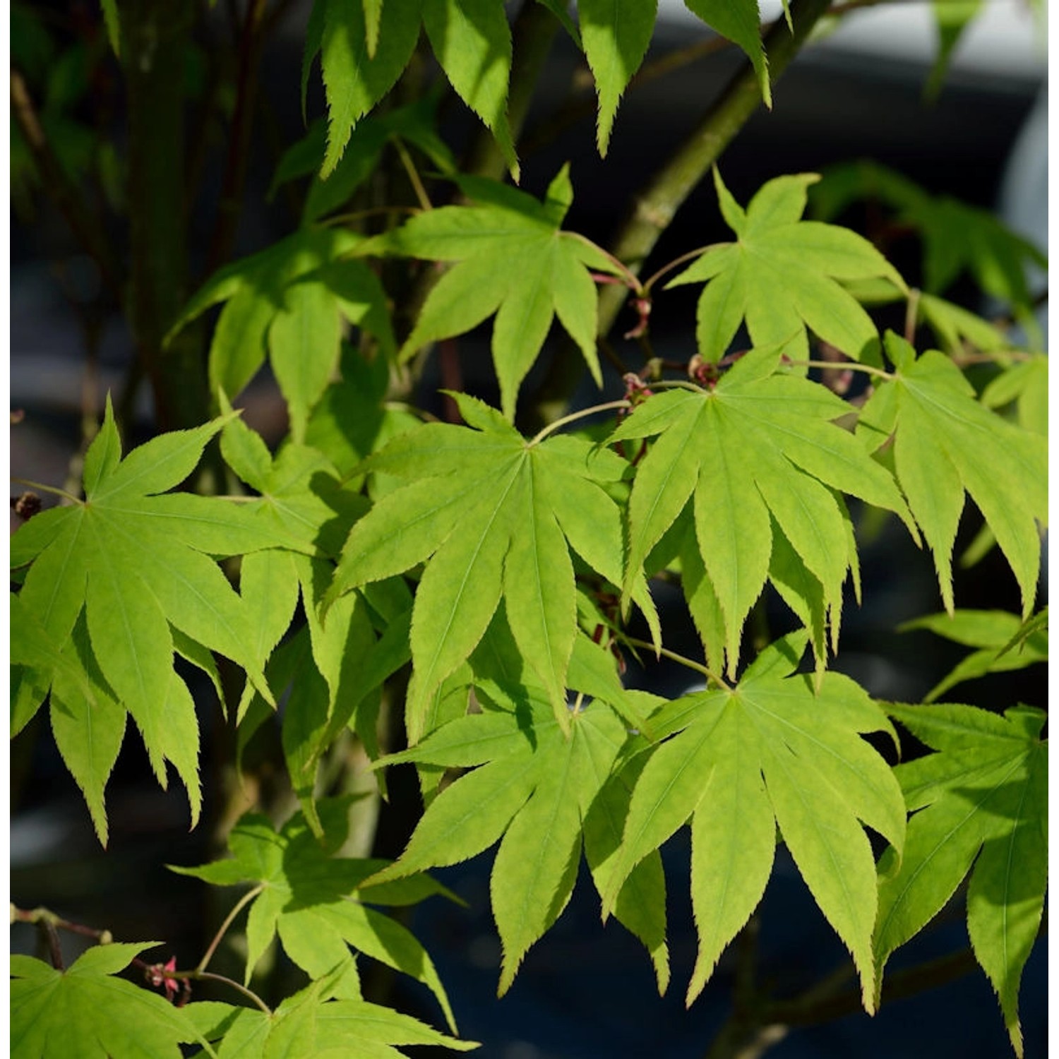 Japanischer Schlitzahorn Limelight 80-100cm - Acer palmatum günstig online kaufen