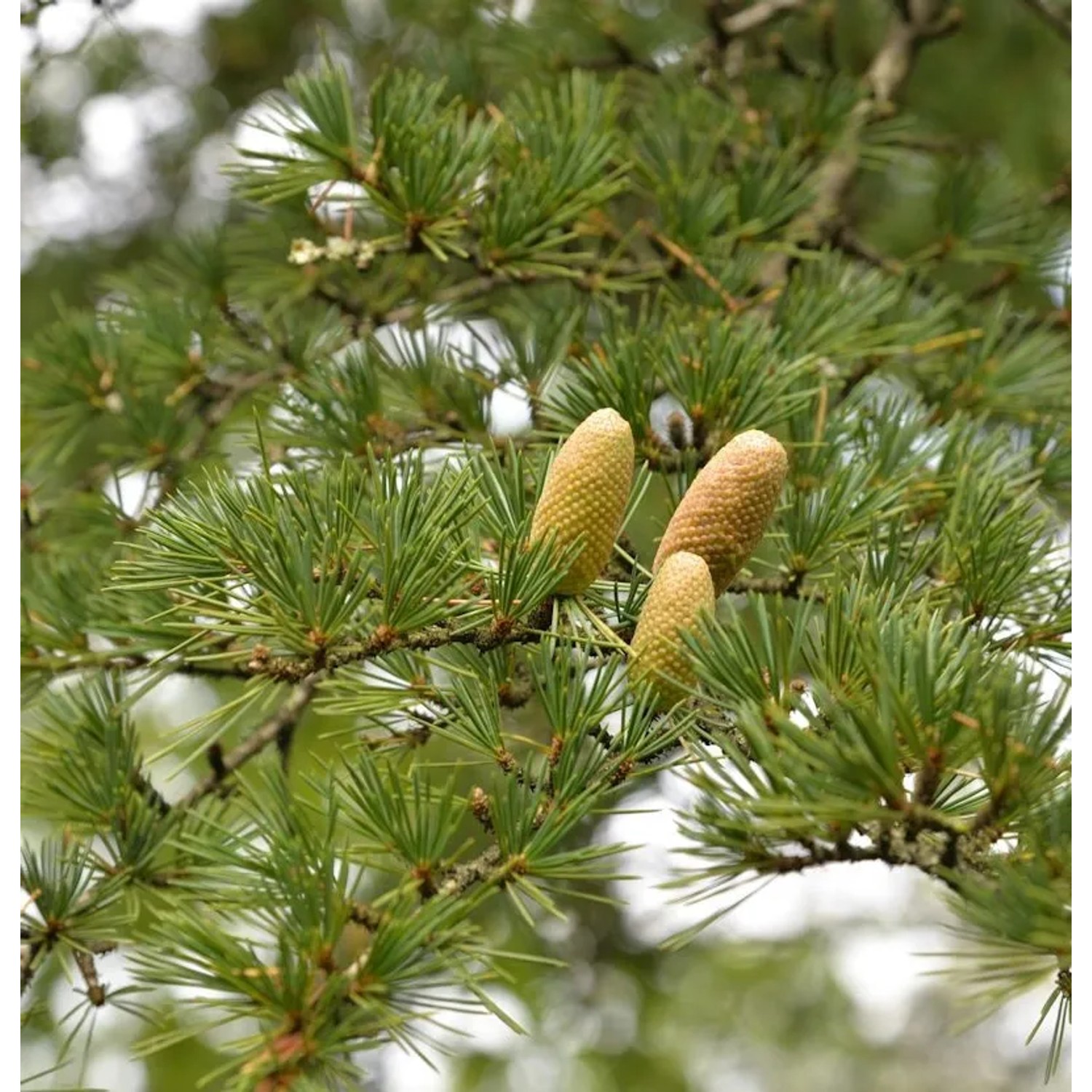 Libanon-Zeder 40-60cm - Cedrus,ibani