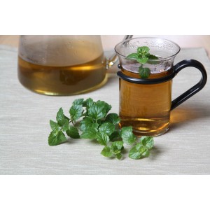 Blu Hängeminze Indian Mint als Tee im Glas und Kanne, frische Küchenkräuter.