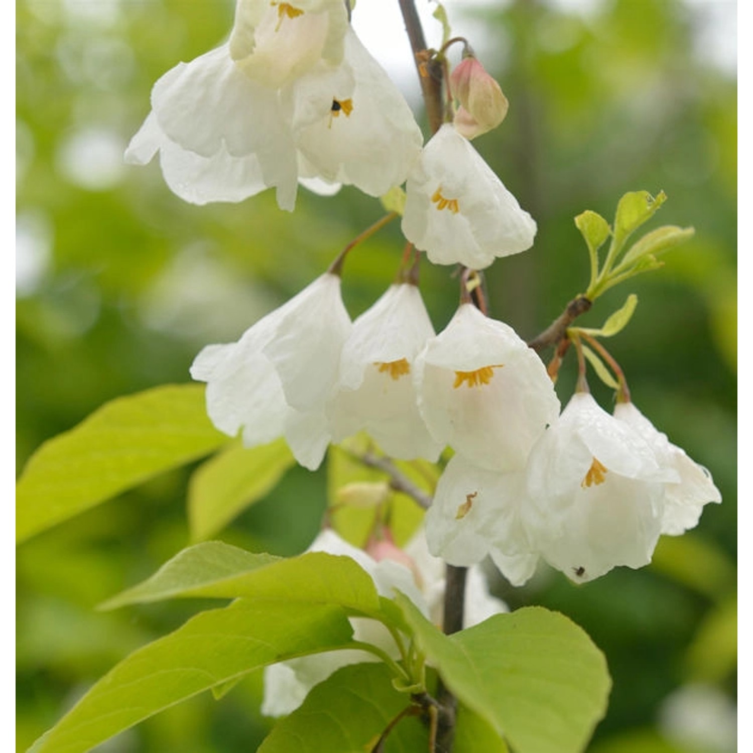 Schneeglöckchen Baum 60-80cm - Halesia carolina günstig online kaufen