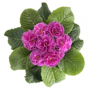 Kissenprimel Petticoat mit gefüllten, pinkfarbenen Blüten im Topf.