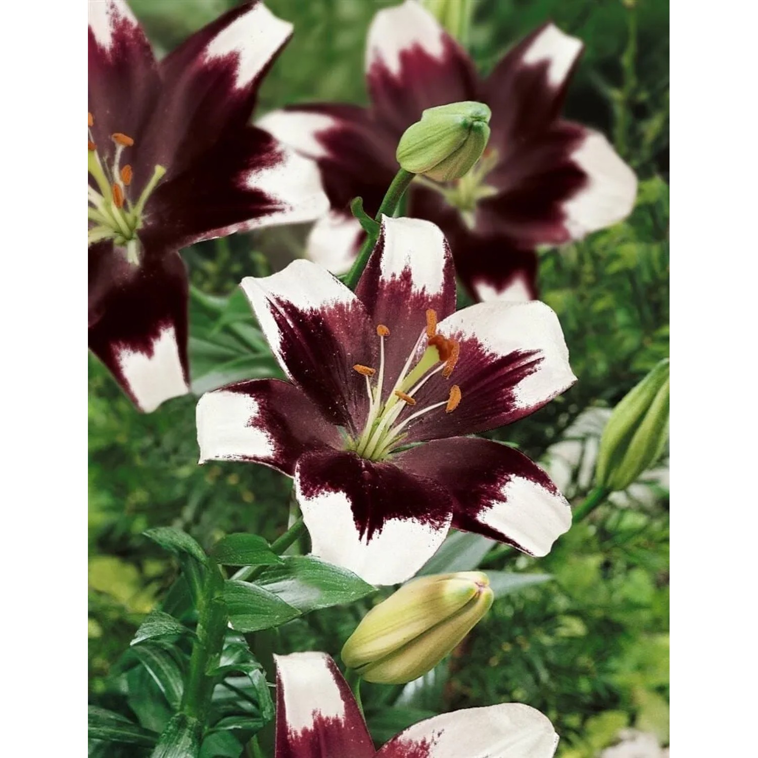 Lilium Tiny Padhye Lilie 2-3 Liter Container