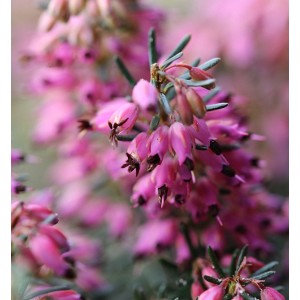 Nahaufnahme der Winterheide Lohses Rubin (Erica carnea) mit pinkfarbenen Blüten.