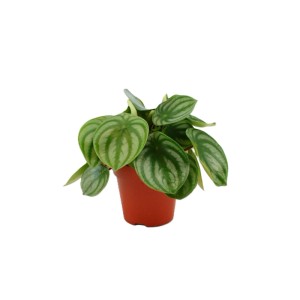 Zwergpfeffer (Peperomia argyreia) im 12 cm Topf. Dekorative Grünpflanze mit runden, silbrig-grün gestreiften Blättern.