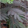 Seidenakazie Summer Chocolate - Schlafbaum 125-150cm - Albizia julibrissin