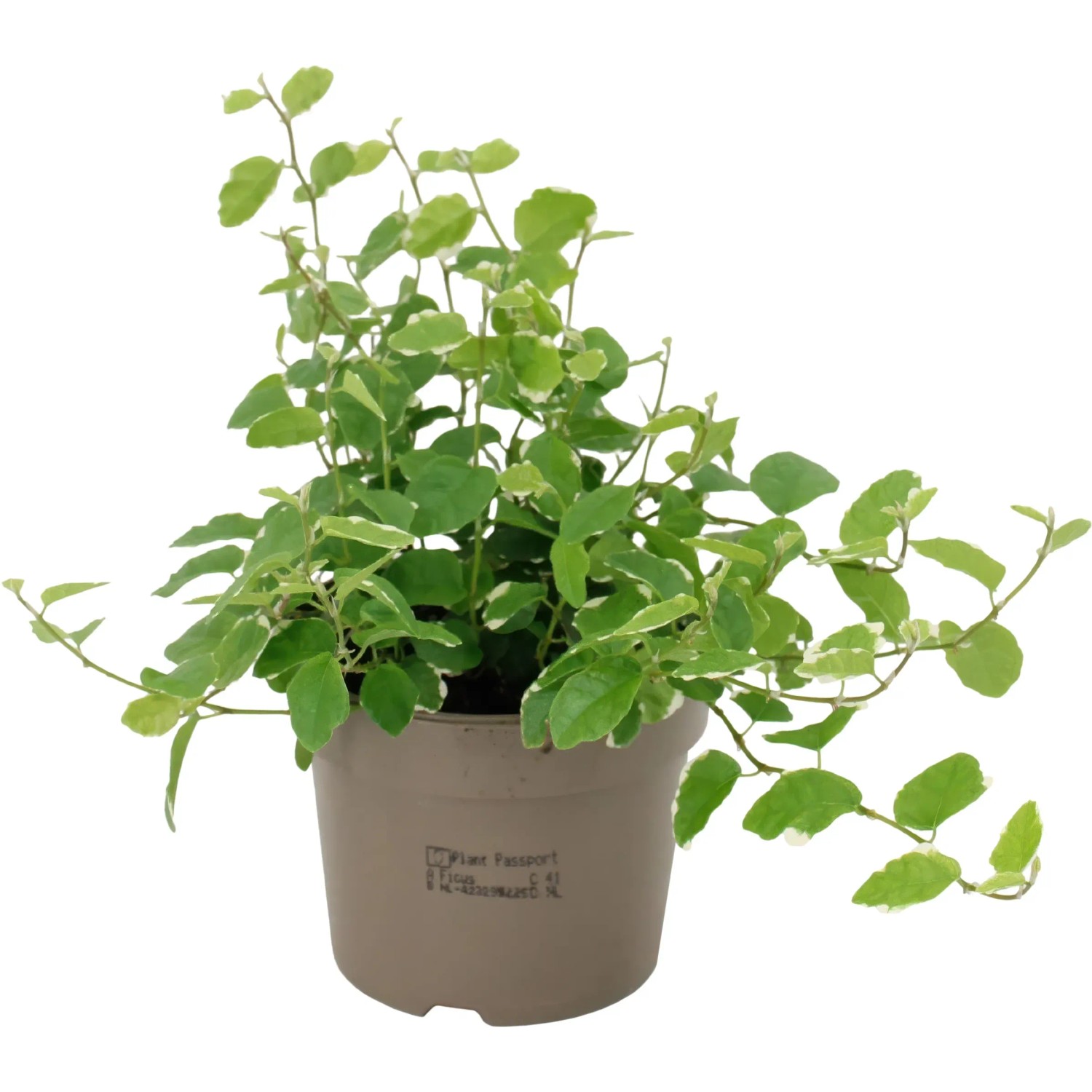Kletterfeige White Sunny Topf 9 cm Ficus pumila