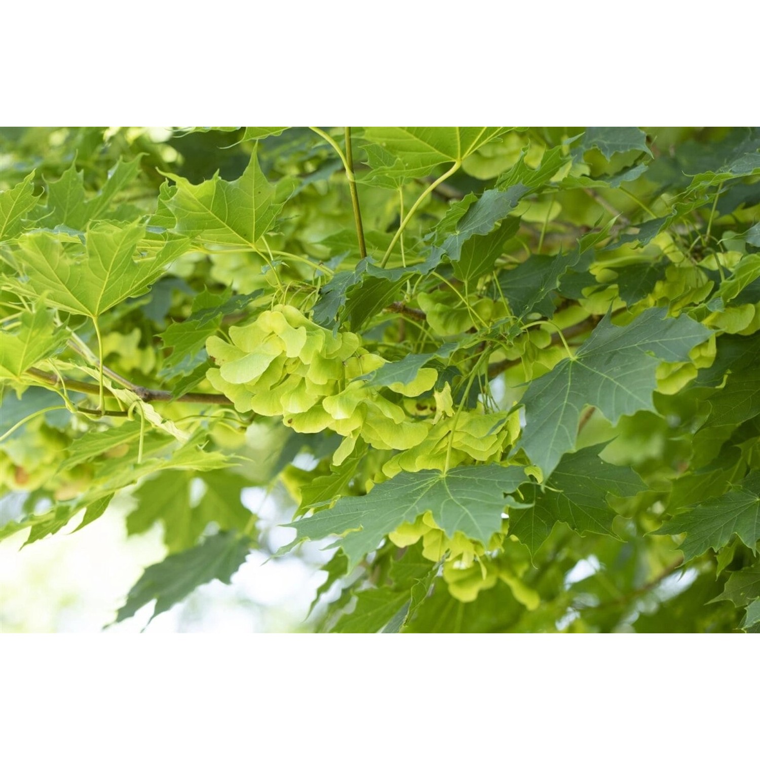 Acer Platanoides Spitzahorn 14-16 cm Stammumfang günstig online kaufen