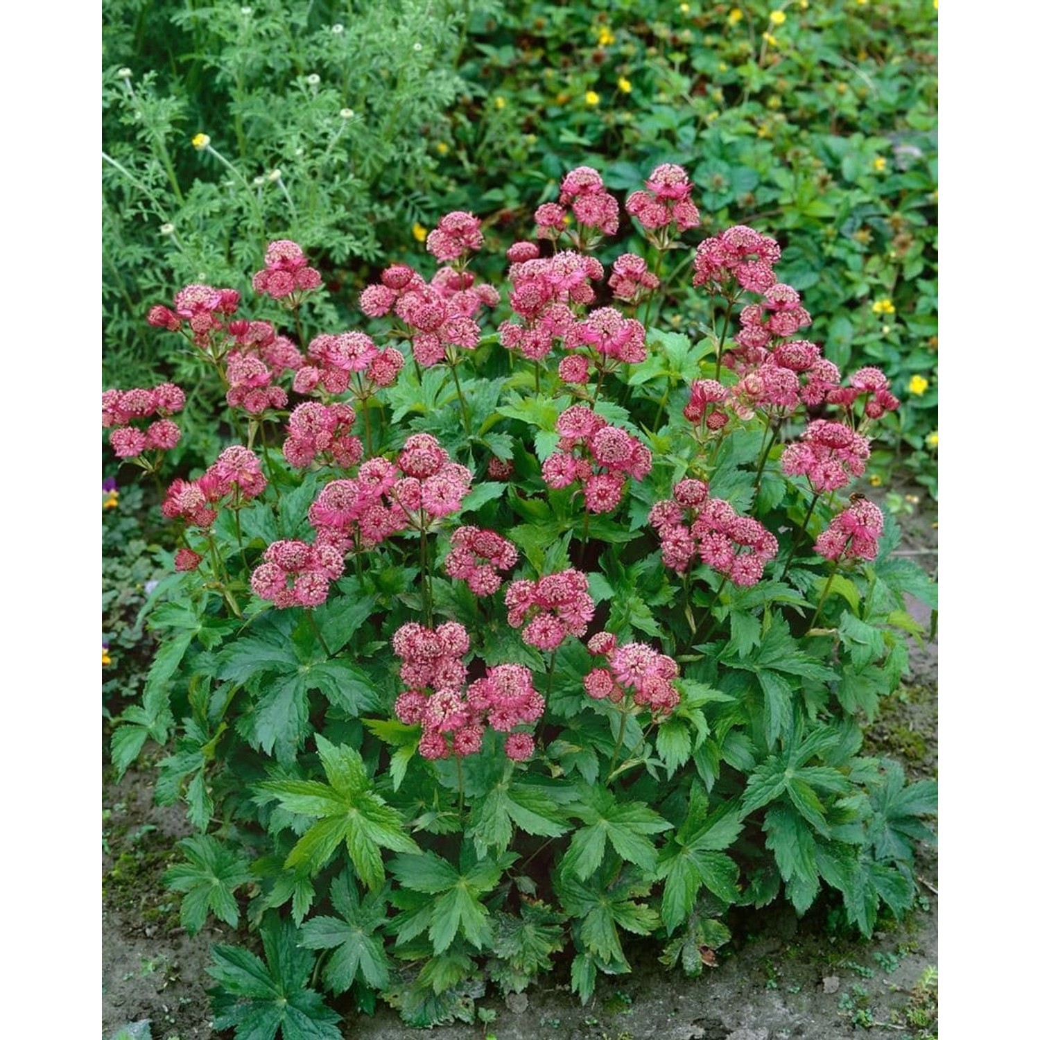 Astrantia Major Rosensinfonie Sterndolde Ca. 9x9 cm Topf günstig online kaufen