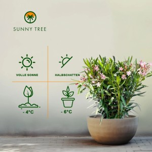 Rosa Oleander (Nerium Oleander) im Topf. Mediterrane Kübelpflanze für Garten und Terrasse.