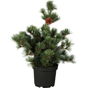 Japanische Zwergmädchenkiefer Negishi im Topf, ca. 20-30 cm hoch, mit Zapfen.