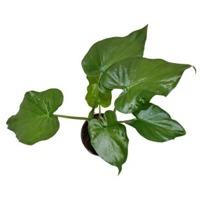 Exotenherz Alocasia Cucullata im 12cm Topf, auch bekannt als Elefantenohr, ca. 30cm hoch.