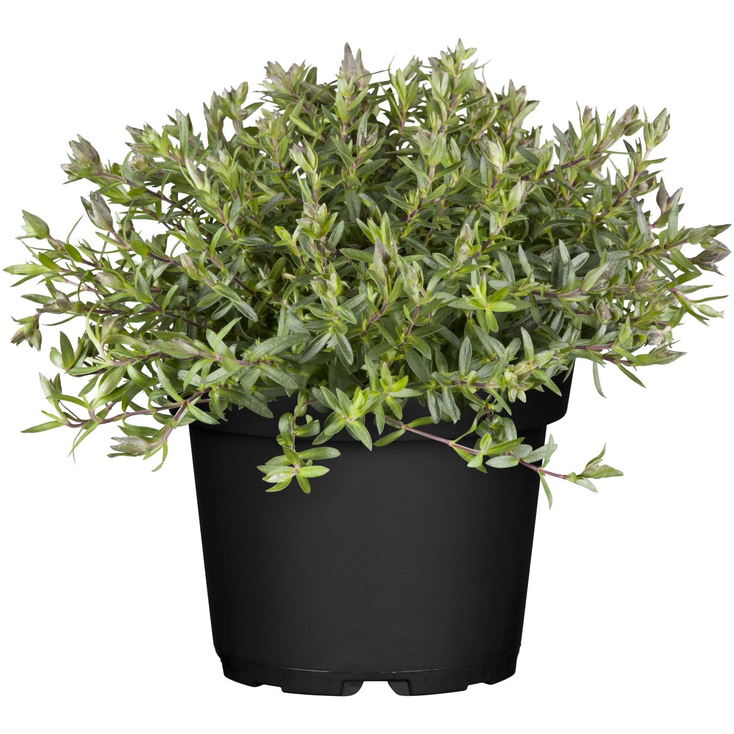 GROW by OBI Sandkraut T13 'Arenaria mon. RW' Nachhaltig